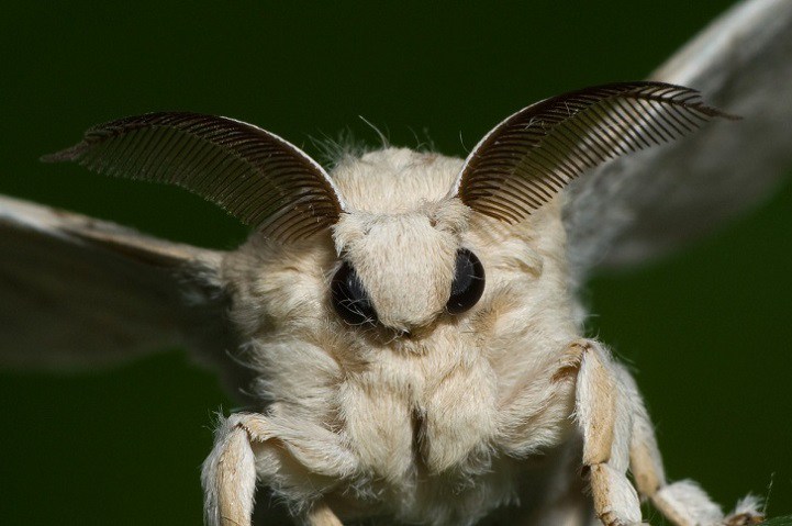 " Poodle Moth " , أو "عثة البودل" Moth4