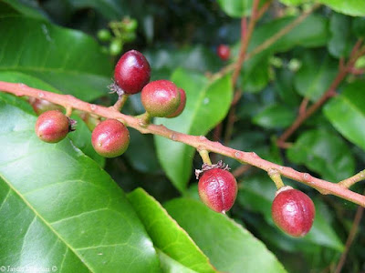 prunus azorica2