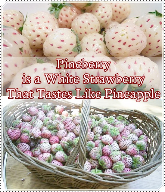 How to Grow Pineberries, The Most Expensive Strawberry In The World