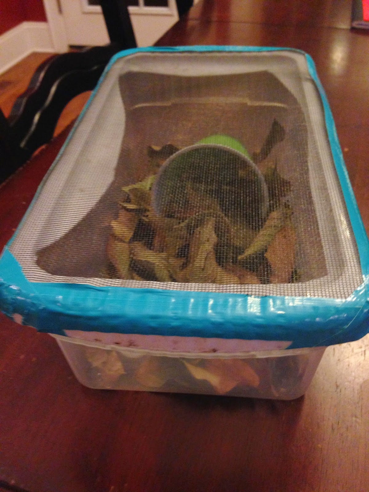 Not Your Ordinary Psychic Mom DIY Make Your Own Reptile and Amphibian