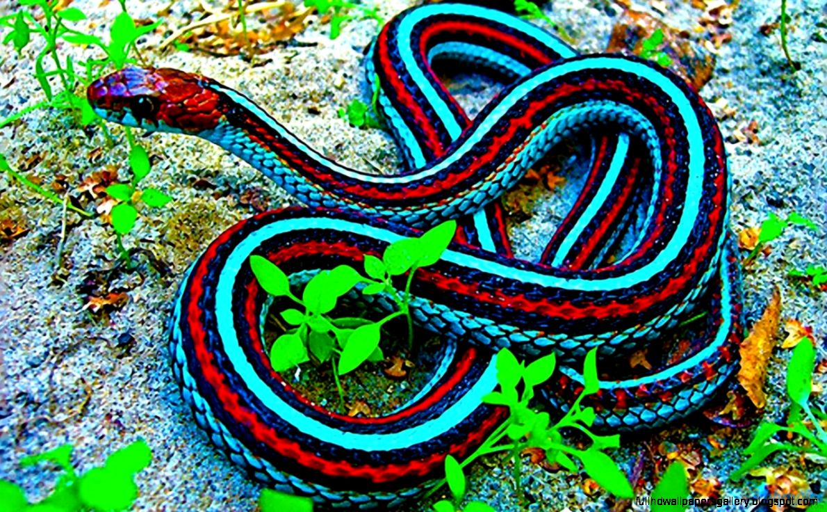 Red Blue Snake