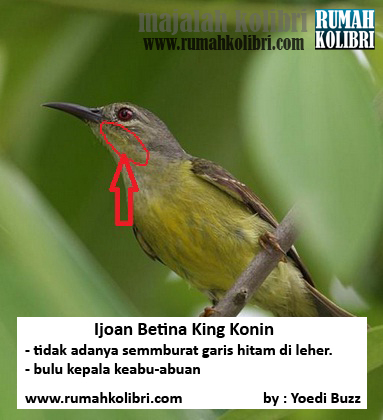 Cara Membedakan Jantan Betina King Konin Yang Masih Ijo Rumah