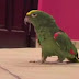 This Parrot Looks Normal, But When He Does THIS? I’m In Stitches!