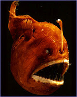 anglerfish ikan mematikan