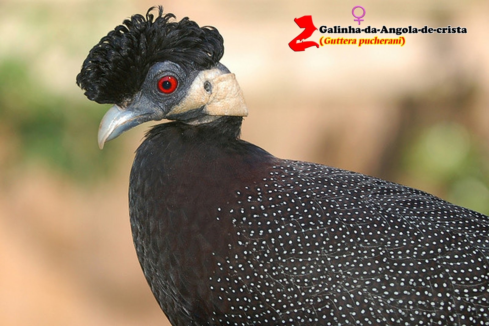Zoologia Galinhadaangoladecrista (Guttera pucherani) Zoologia Galinhadaangoladecrista (Guttera pucherani)
