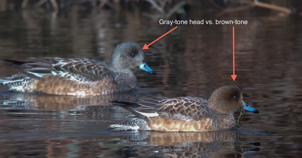 Female Eurasian Wigeons - What To Look For