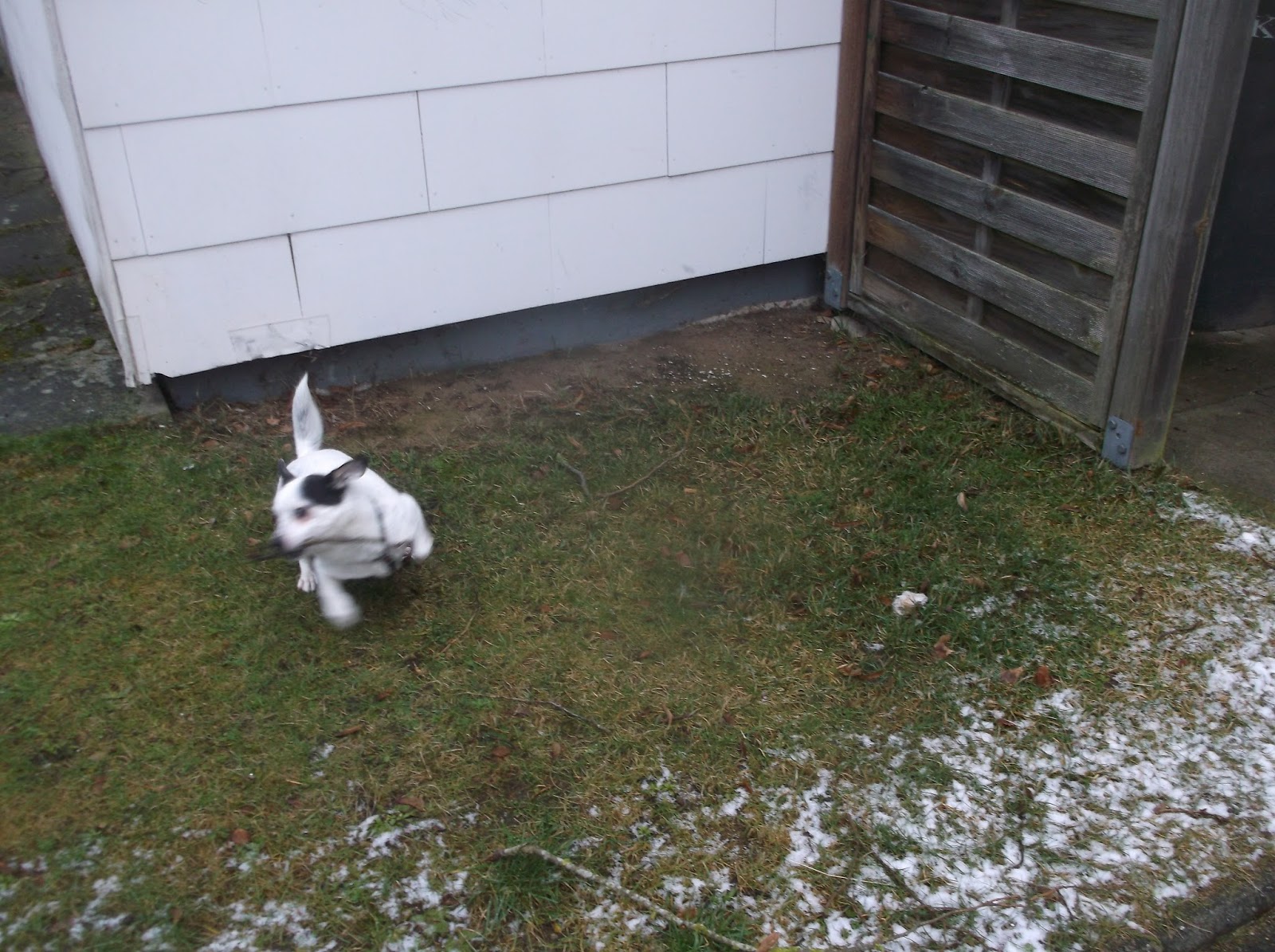 PferdeTiereGesundheitSozialesZeitgeist Tiere ohne vernünftigen