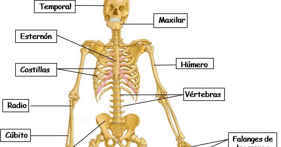 EL CUERPO HUMANO.: EL APARATO LOCOMOTOR: