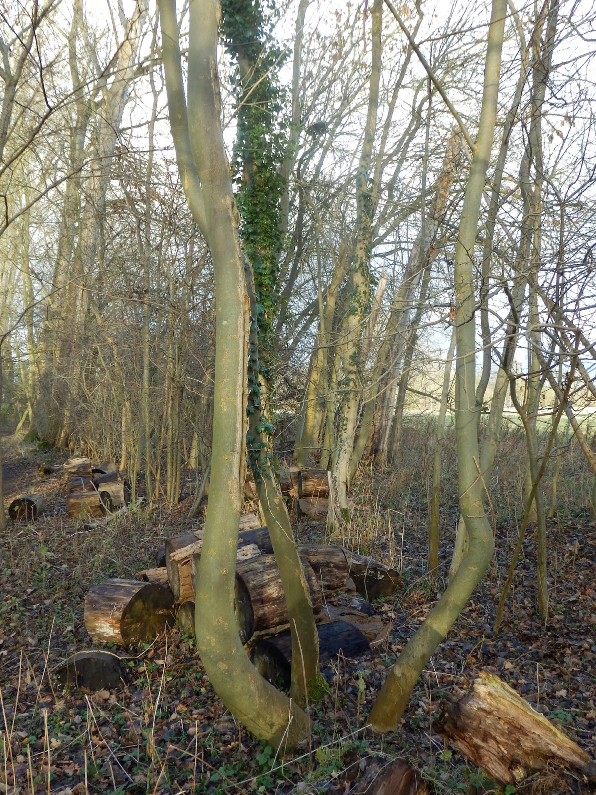 Underwood: Curious Curves of The Ash Tree