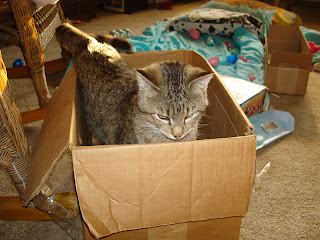 cat in box, lemmy motorhead cat, kitty