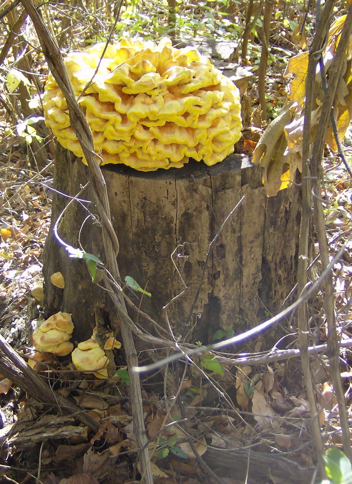 H. P. Lovecraft And His Legacy: Fungus I Have Known: Yellow Fungus