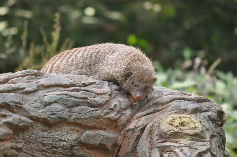 ZOOTOGRAFIANDO (6.100 ANIMALS) MANGOSTA RAYADA / BANDED MONGOOSE