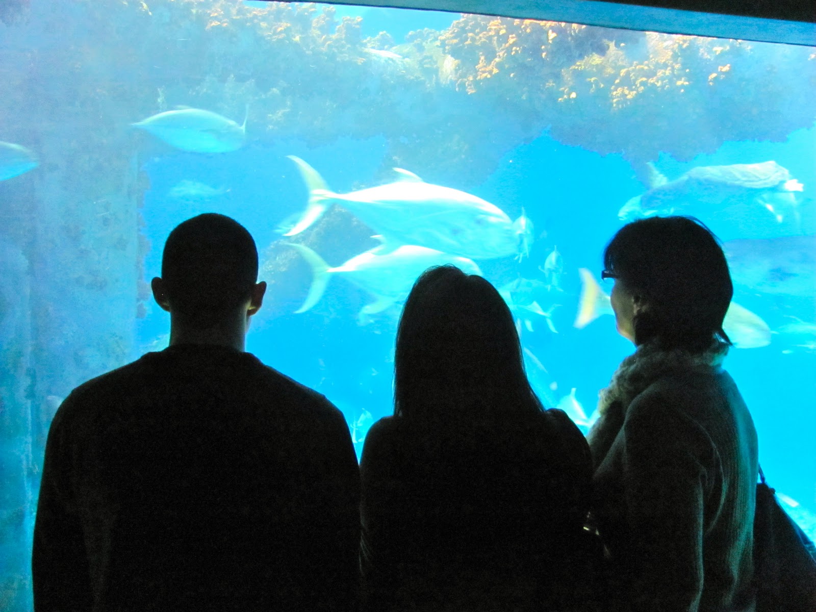 America by RV Texas State Aquarium in Corpus Christi, Texas