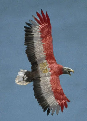 صور نسور صور نسور