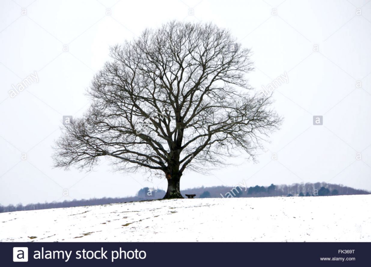 Solitary Tree in winter with bench Stock Photo 97801140 Alamy