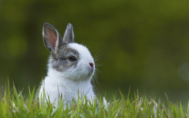 Bunny Lovers: la organización que busca la tenencia responsable de conejos