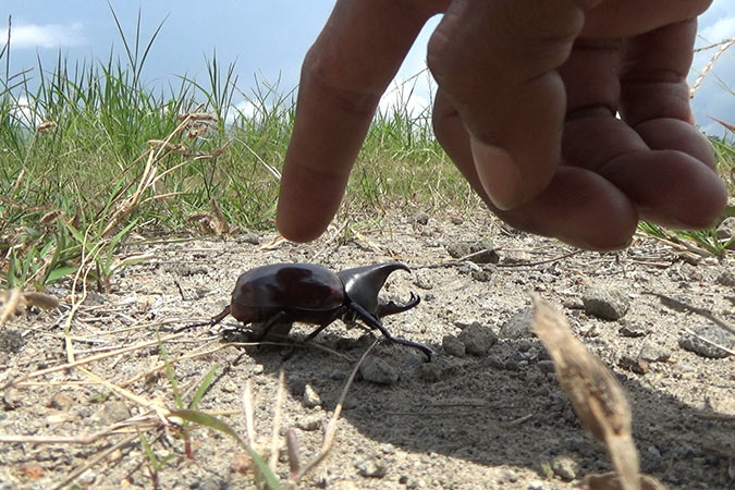 Dlium Asiatic rhinoceros beetle (Oryctes rhinocerus)