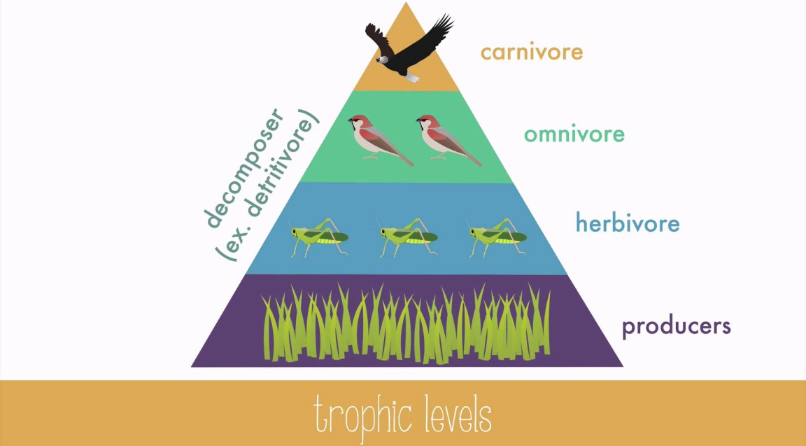 El ecosistema relaciones entre los seres vivos y el medio ambiente