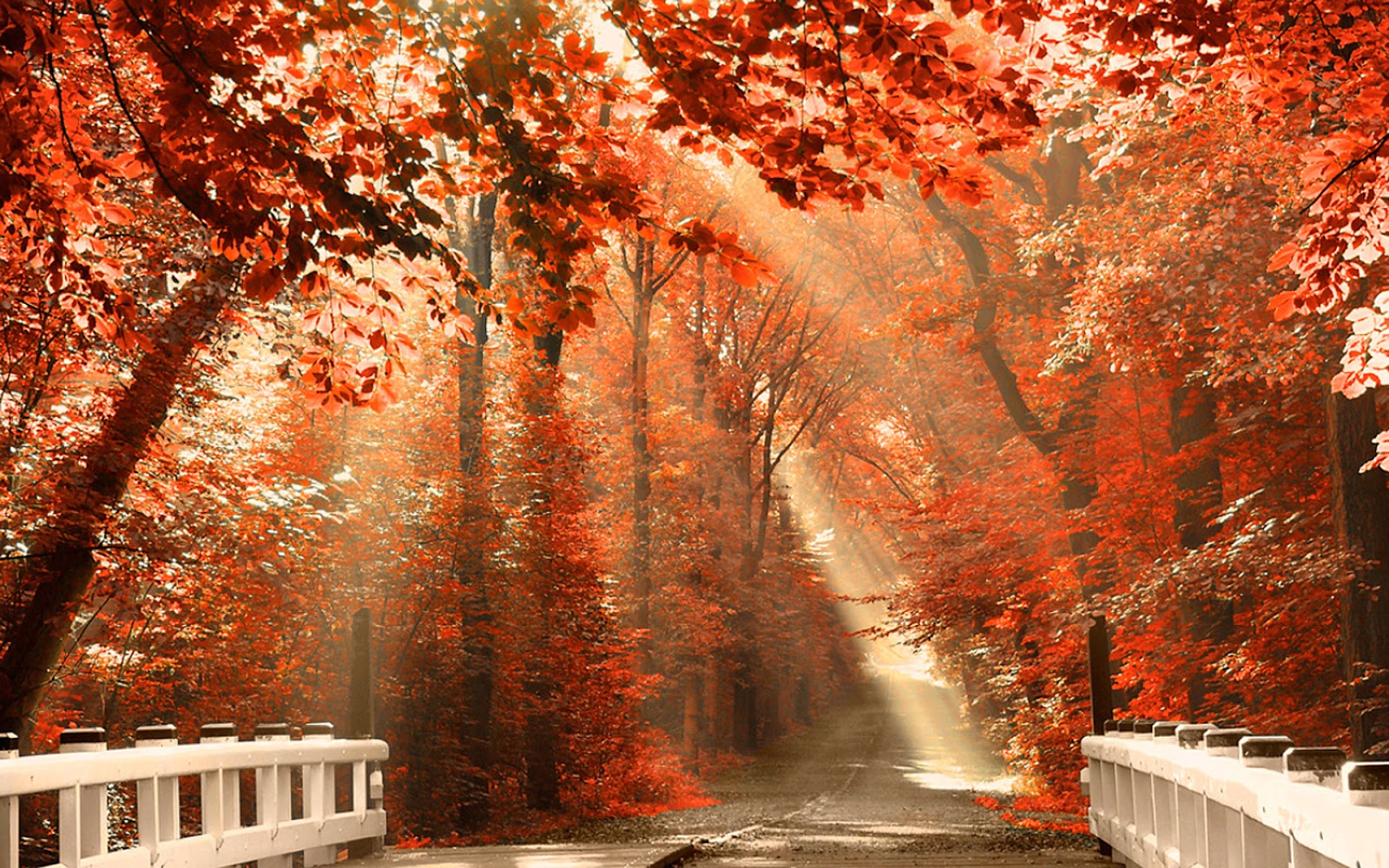 Куз 2. Осень. Красивая осень. Фотографии осени. Яркий осенний пейзаж.