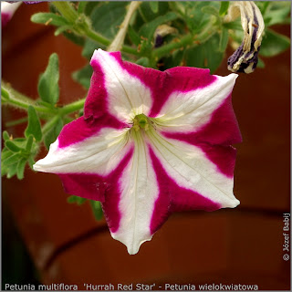Petunia multiflora  'Hurrah Red Star' flower  - Petunia wielokwiatowa  kwiat