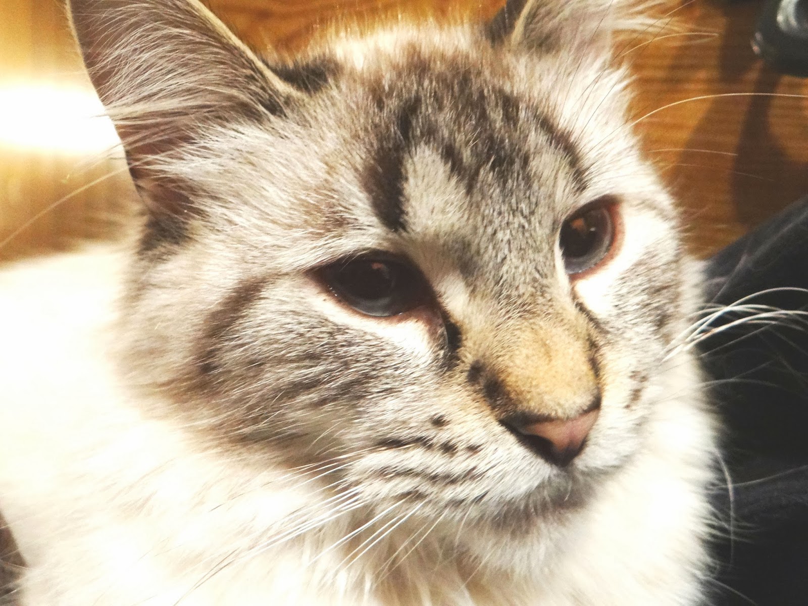 John Paul Pets Review & Giveaway ends 3/1 Creative Little Carrie