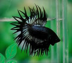 Budidaya Ikan Cupang Budidaya Ikan Cupang