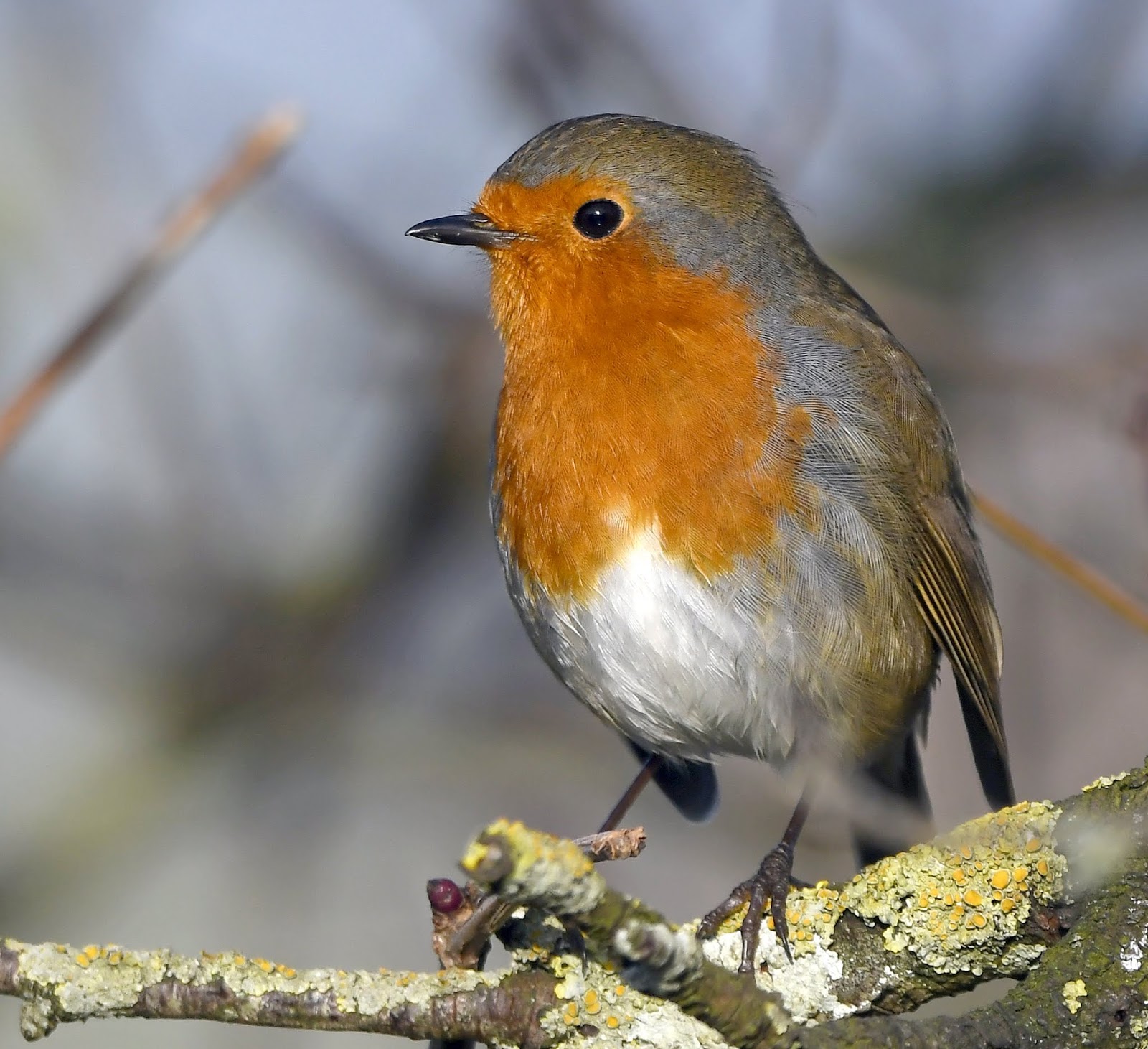 Carl Bovis Nature Photography The aggressive Robin of RSPB Greylake