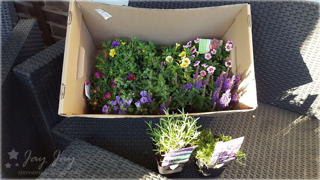 Sternensinn Garten Und Mehr Wieder Ein Paar Punkte Von