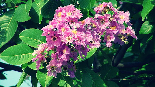  Tanaman bungur merupakan salah satu tumbuhan peneduh yang tampak indah ketika berbunga mer Manfaat Daun Bungur Dan Cara Mengolahnya Untuk Kencing Manis
