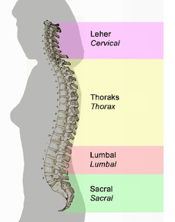 daftar lengkap tulang belakang manusia