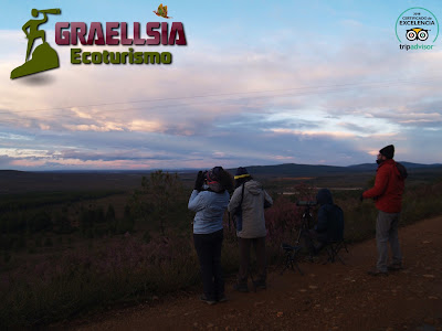 Observación del Lobo Ibérico en la Sierra de La Culebra