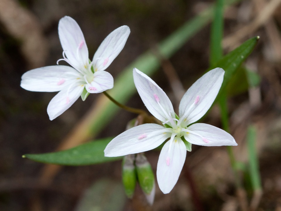 Endangered New Jersey You Can Only Find This Plant in New