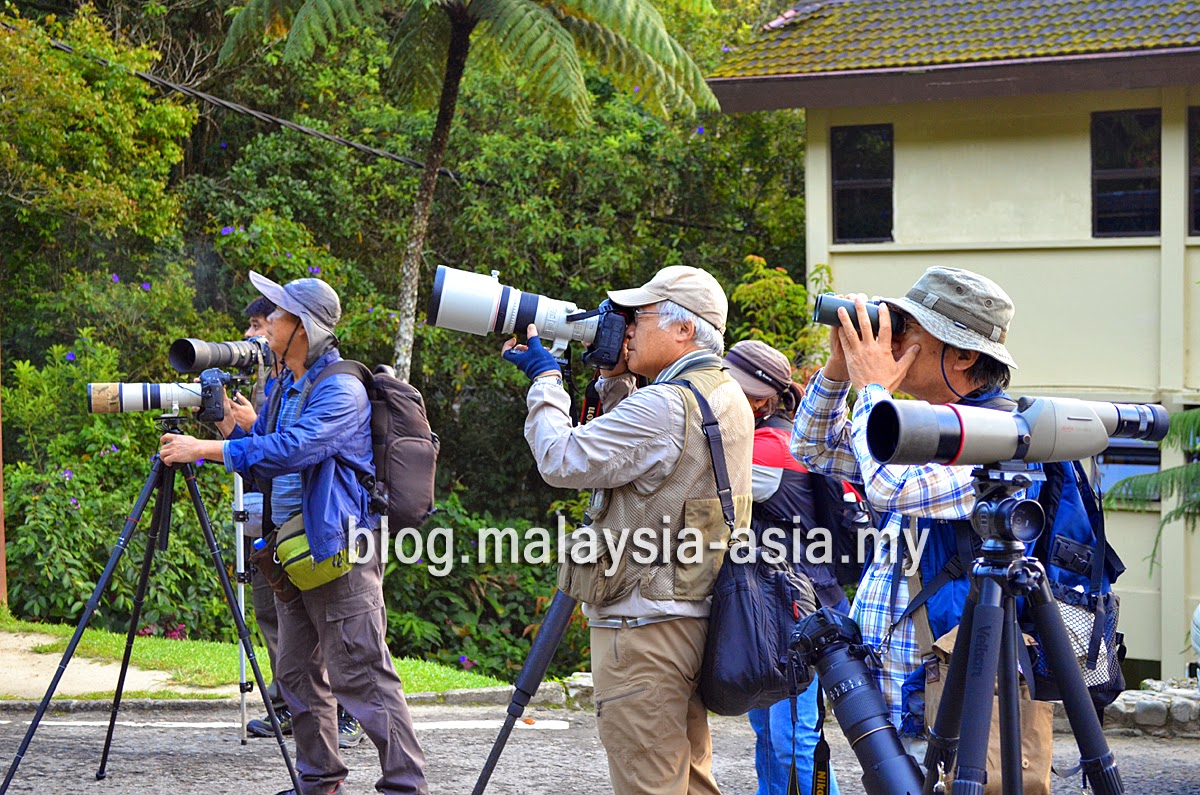 Malaysia Bird Watching Tourism