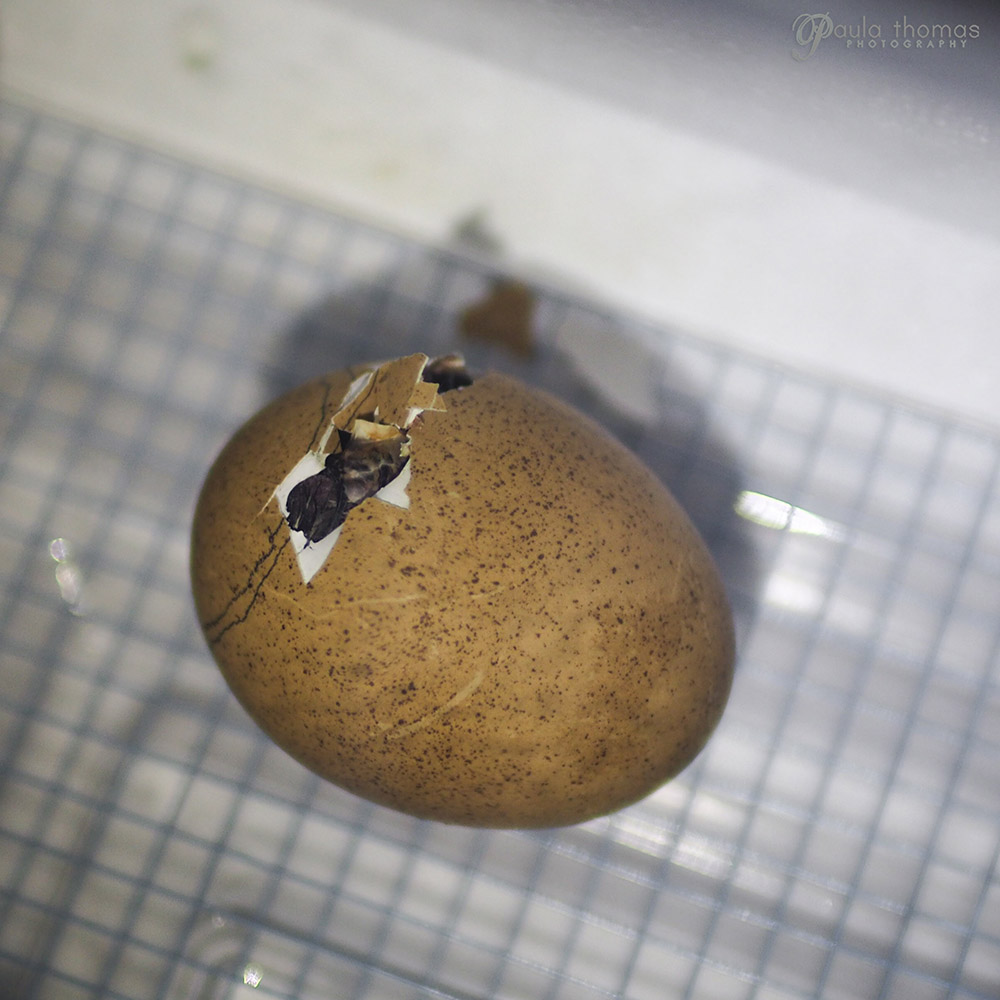 Hatching Shipped Eggs Gapey's Grub