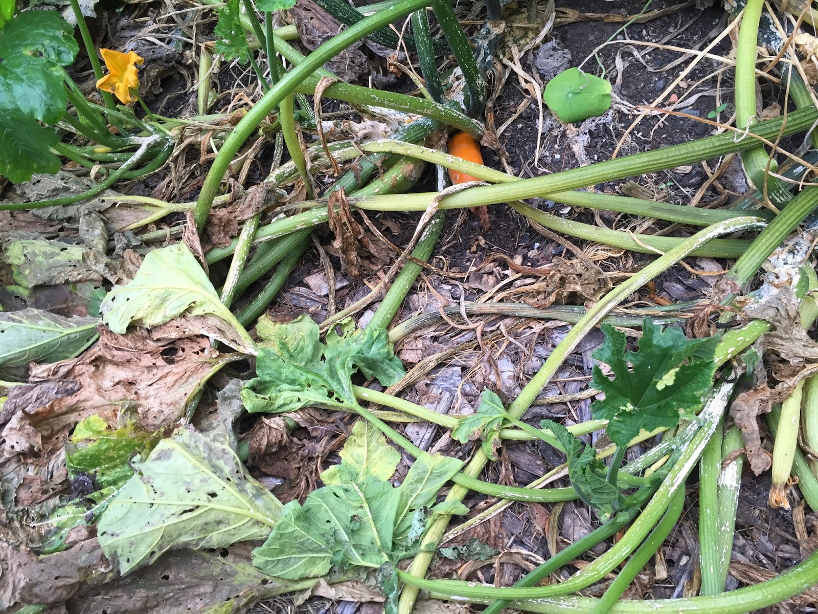 The Meditative Gardener Zucchini Plants Have Died