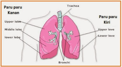 gambar1 paru-paru