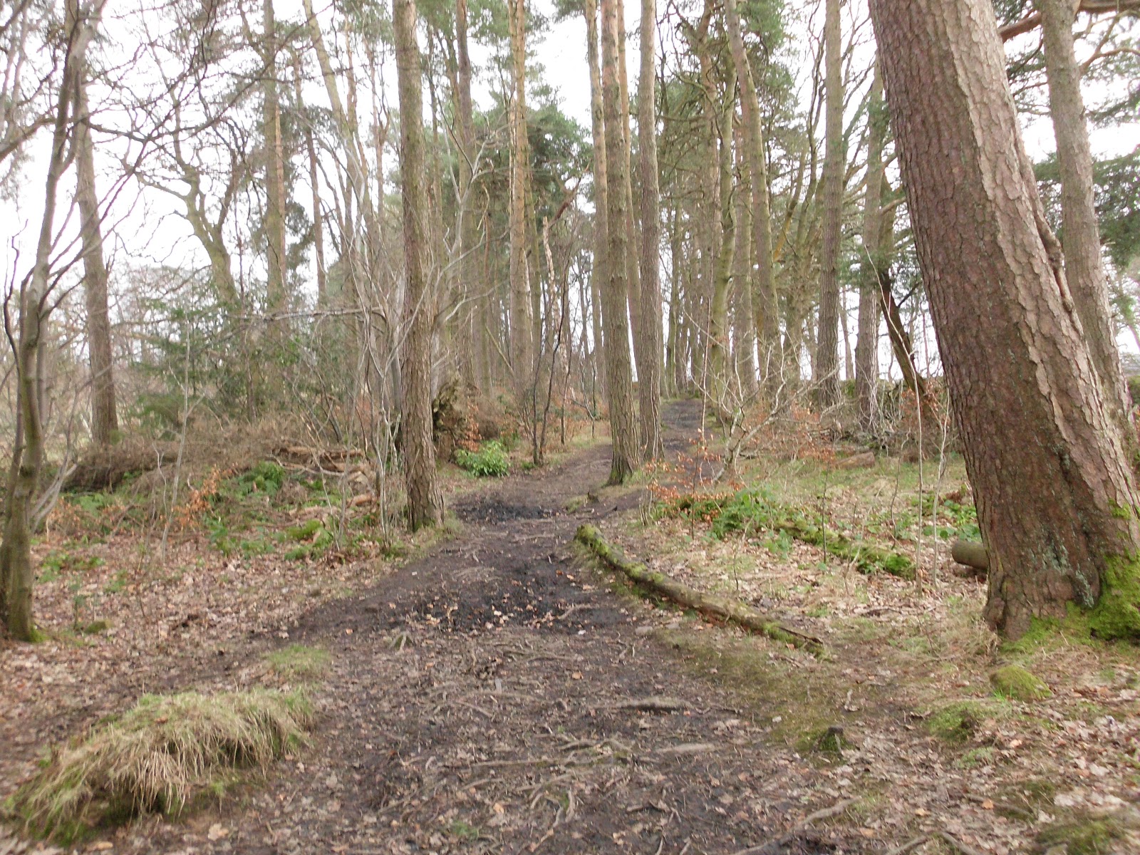 My Daily Walk Plean Country Park, the Woodland Trek