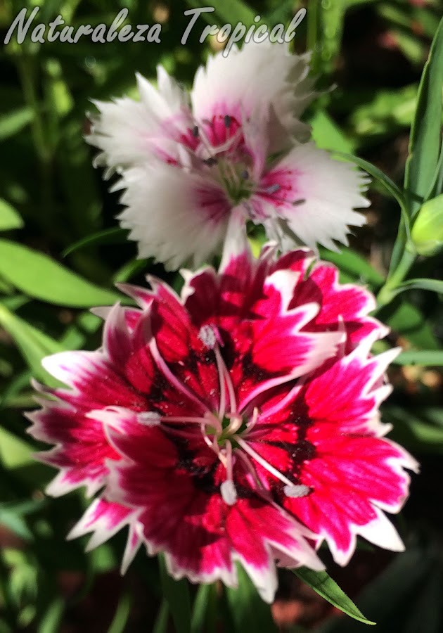 Otras dos variedades de las flores de la Clavelina o Clavel Chino, Dianthus chinensis