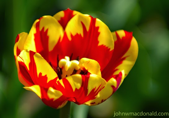  Gambar  Bunga  Tulip 7 Gambar  GAMBAR 