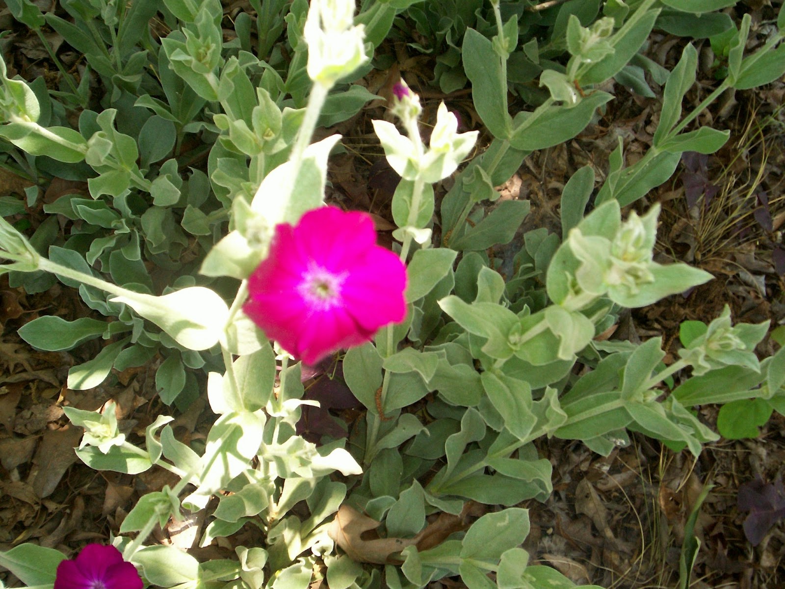 A Garden in Southwest Rose Campion (Lychnis coronaria)