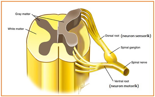 JALUR SYARAF DI TULANG BELAKANG (VERTEBRE) Be Smarter
