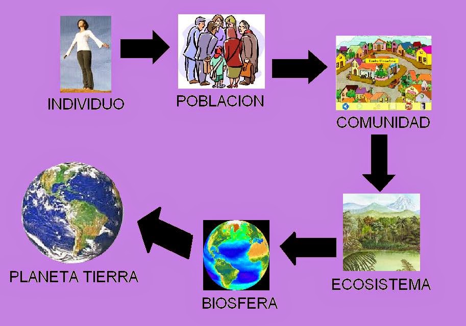 ecologia