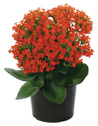 KALANCHOE