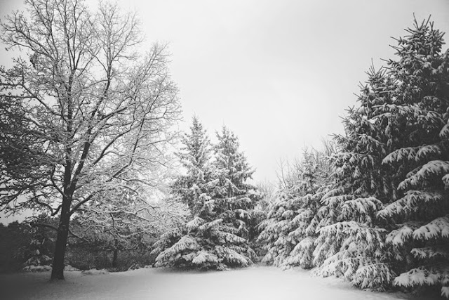 Drzewa pokryte śniegiem, między drzewami ośnieżona ścieżka.