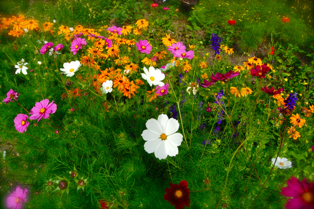 Garden Flowers ~ Flowers Wallpapers