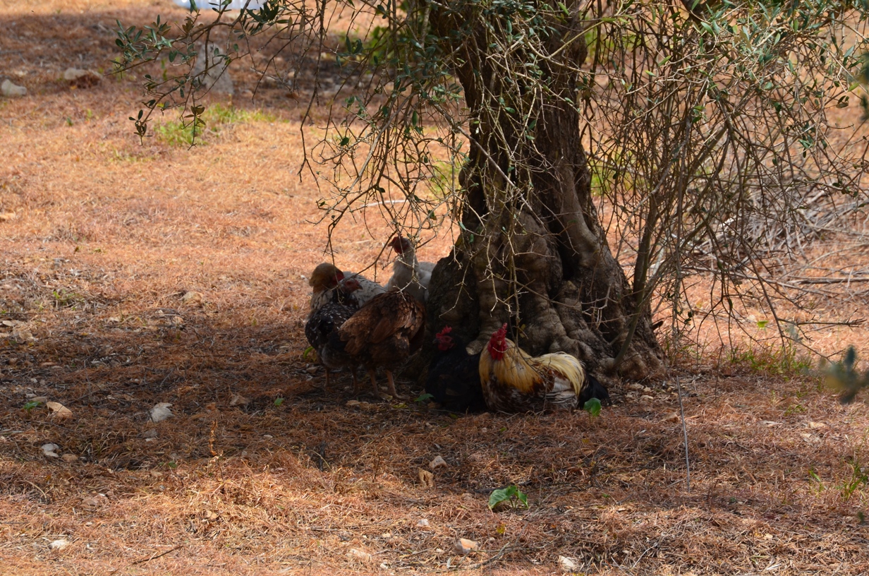 This is Not Alberta Chickens Under Olive Tree