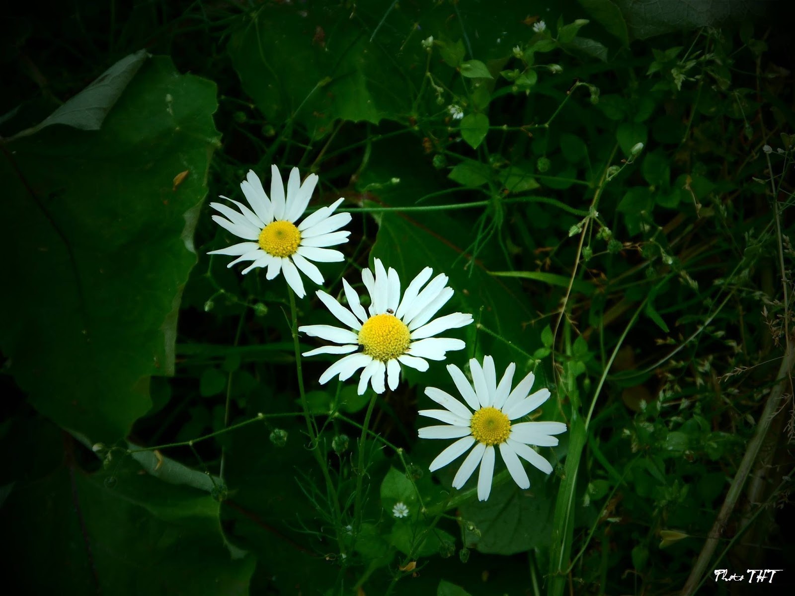 HOA CÚC DẠI  loài hoa với Ý NGHĨA tuyệt vời