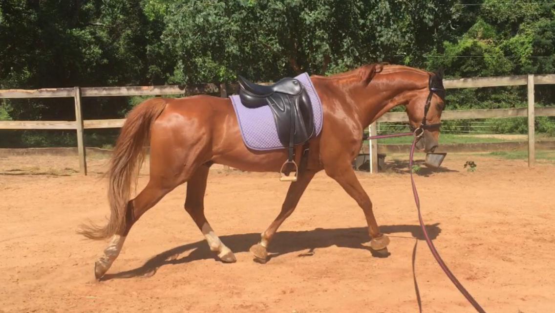 Eventing Saddlebred Style: Handing Over The Reins