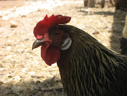 chicken funky coops craftiness