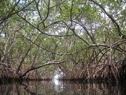 wisata mangrove belitung wisata mangrove belitung